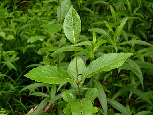 {Viburnum cassinoides}